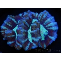 WYSIWYG Australophyllia wilsoni 14 (4 cm)