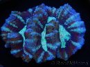 WYSIWYG Australophyllia wilsoni 14 (4 cm)