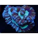 WYSIWYG Australophyllia wilsoni 15 (4.5 cm)