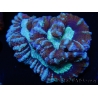 WYSIWYG Australophyllia wilsoni 15 (4.5 cm)