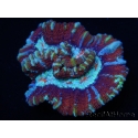 WYSIWYG Australophyllia wilsoni 19 (5 cm)