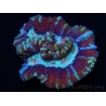 WYSIWYG Australophyllia wilsoni 19 (5 cm)