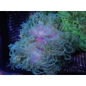 Macrodactyla doreensis pied rouge polype vert