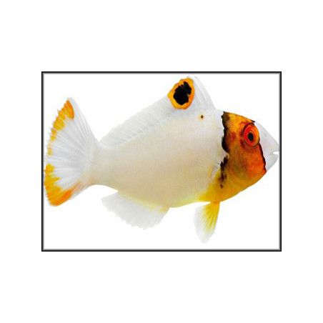 Cetoscarus bicolor