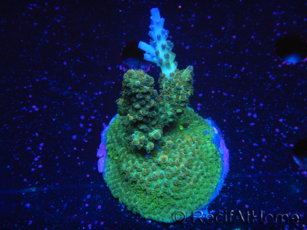 WYSIWYG-Acropora sp Minicolonie (Mariculture Indo acclimaté sous LED) 1