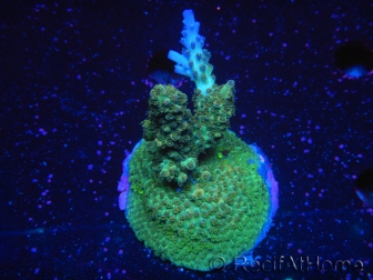 WYSIWYG-Acropora sp Minicolonie (Mariculture Indo acclimaté sous LED) 1