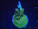 WYSIWYG-Acropora sp Minicolonie (Mariculture Indo acclimaté sous LED) 1