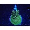 WYSIWYG-Acropora sp Minicolonie (Mariculture Indo acclimaté sous LED) 1