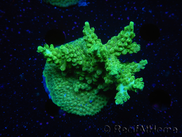 WYSIWYG-Acropora sp Minicolonie (Mariculture Indo acclimaté sous LED) 2