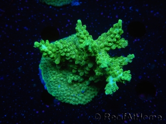 WYSIWYG-Acropora sp Minicolonie (Mariculture Indo acclimaté sous LED) 2