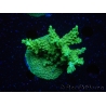 WYSIWYG-Acropora sp Minicolonie (Mariculture Indo acclimaté sous LED) 2