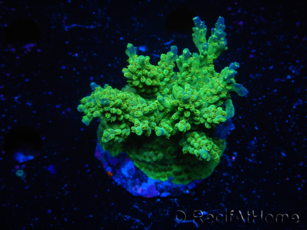 WYSIWYG-Acropora sp Minicolonie (Mariculture Indo acclimaté sous LED) 3