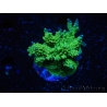 WYSIWYG-Acropora sp Minicolonie (Mariculture Indo acclimaté sous LED) 3