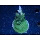 WYSIWYG-Acropora sp Minicolonie (Mariculture Indo acclimaté sous LED) 1