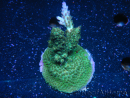 WYSIWYG-Acropora sp Minicolonie (Mariculture Indo acclimaté sous LED) 1