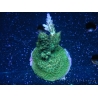 WYSIWYG-Acropora sp Minicolonie (Mariculture Indo acclimaté sous LED) 1