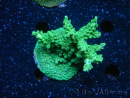 WYSIWYG-Acropora sp Minicolonie (Mariculture Indo acclimaté sous LED) 2