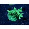 WYSIWYG-Acropora sp Minicolonie (Mariculture Indo acclimaté sous LED) 2