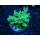 WYSIWYG-Acropora sp Minicolonie (Mariculture Indo acclimaté sous LED) 3