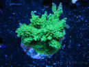 WYSIWYG-Acropora sp Minicolonie (Mariculture Indo acclimaté sous LED) 3