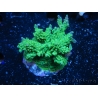 WYSIWYG-Acropora sp Minicolonie (Mariculture Indo acclimaté sous LED) 3