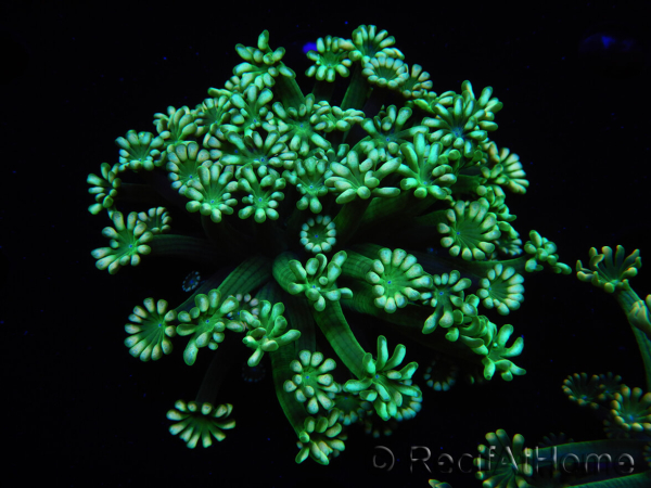 WYSIWYG Alveopora Green 17A1