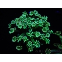 WYSIWYG Alveopora Green 17A1
