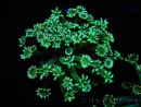 WYSIWYG Alveopora Green 17A1