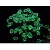 WYSIWYG Alveopora Green 17A1