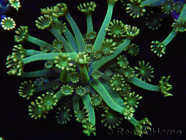 WYSIWYG Alveopora Jungle vine 17B3