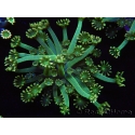 WYSIWYG Alveopora Jungle vine 17B3