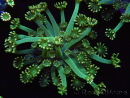 WYSIWYG Alveopora Jungle vine 17B3