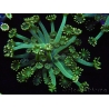 WYSIWYG Alveopora Jungle vine 17B3