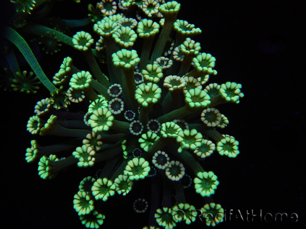 WYSIWYG Alveopora Blue Stem 17C6