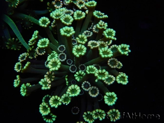 WYSIWYG Alveopora Blue Stem 17C6