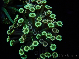 WYSIWYG Alveopora Blue Stem 17C6