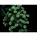 WYSIWYG Alveopora Blue Stem 17C6