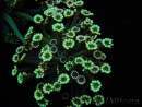 WYSIWYG Alveopora Blue Stem 17C6