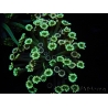WYSIWYG Alveopora Blue Stem 17C6