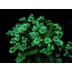 WYSIWYG Alveopora Green 17A1