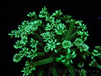WYSIWYG Alveopora Green 17A1