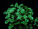 WYSIWYG Alveopora Green 17A1