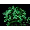 WYSIWYG Alveopora Green 17A1