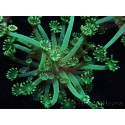WYSIWYG Alveopora Jungle vine 17B3