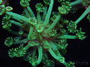 WYSIWYG Alveopora Jungle vine 17B3