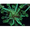 WYSIWYG Alveopora Jungle vine 17B3