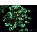 WYSIWYG Alveopora Blue Stem 17C6