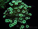WYSIWYG Alveopora Blue Stem 17C6