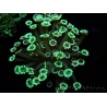 WYSIWYG Alveopora Blue Stem 17C6