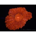 WYSIWYG Cynarina lacrymalis Ultra Red 3 (6 cm)